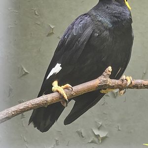 Common myna