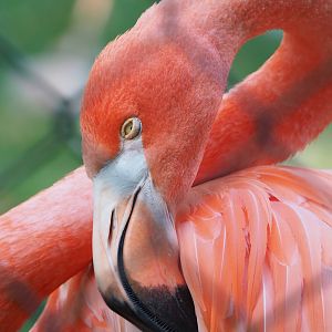 American flamingo (Phoenicopterus ruber), 2022-08-16
