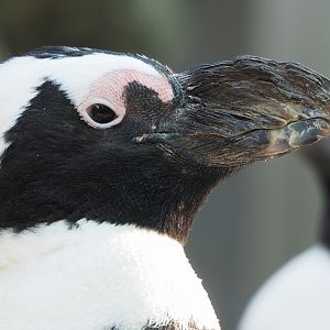 African penguin (Spheniscus demersus), 2022-08-16