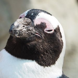 African penguin (Spheniscus demersus), 2022-08-16