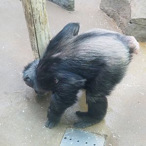 Chimpanzee (Pan troglodytes), 2022-08-16