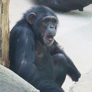 Chimpanzee (Pan troglodytes), 2022-08-16