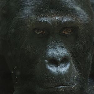 Eastern lowland gorilla Amahoro (Gorilla beringei graueri), 2022-08-16