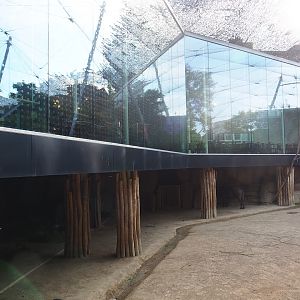 Savanna aviary - Cape buffalo shelter and Savanna restaurant viewing windows, 2022-08-16