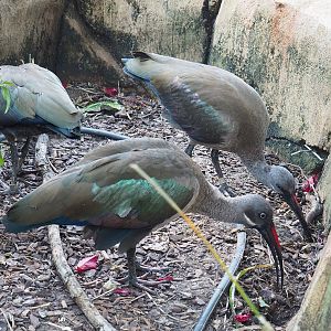 Hadada ibises(Bostrychia hagedash), 2022-08-16