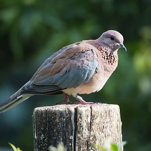 Laughing dove (Streptopelia senegalensis), 2022-08-16