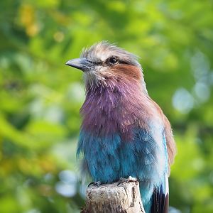 Lilac-breasted roller (Coracias caudatus caudatus), 2022-08-16
