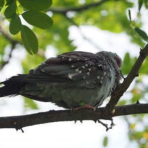 Speckled pigeon (Columba guinea), 2022-08-16