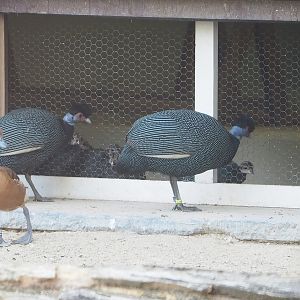 Crested guineafowl (Guttera pucherani) visiting separated juvenile guineafowl, 2022-08-16