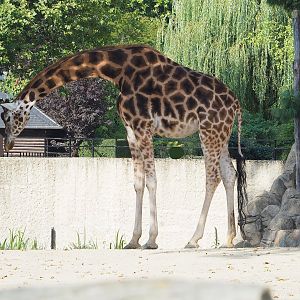 Hybrid giraffe (Mostly Giraffa camelopardalis rothschildi), 2022-08-16