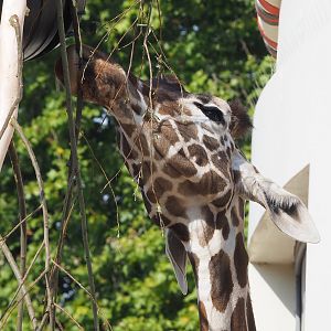 Hybrid giraffe (Mostly Giraffa reticulata), 2022-08-16