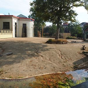 Hybrid giraffe paddock, 2022-08-16