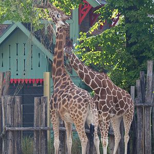 Hybrid giraffes (Giraffa camelopardalis rothschildi and G. reticulata), 2022-08-16
