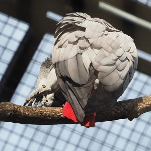 Congo African grey parrot (Psittacus erithacus), 2022-08-16