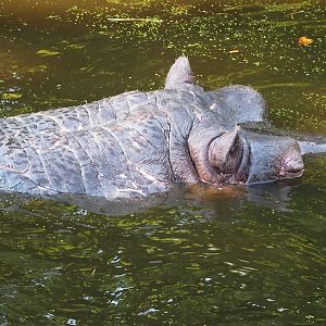 Old Hippopotamus (Hippopotamus amphibius) Hermien, 2022-08-16