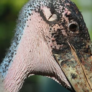 Marabou (Leptoptilos crumenifer), 2022-08-16