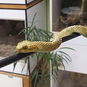 Broadley's Bush viper
