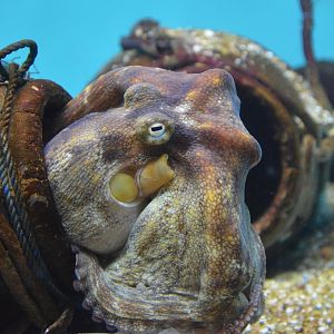 East Asian common octopus (Octopus sinensis)