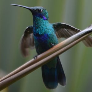 Colibri coruscans (Jardín Botánico de Quito)