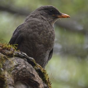 Turdus fuscater (Jardín Botánico de Quito)