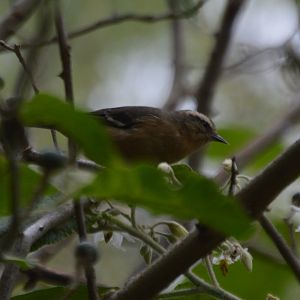 Conirostrum cinereum (Jardín Botánico de Quito)