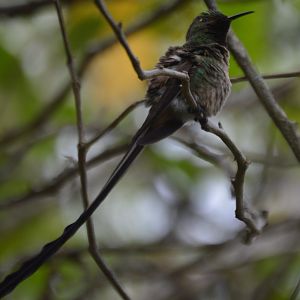 Lesbia victoriae (Jardín Botánico de Quito)