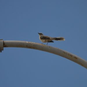 Mimus gilvus (Ciudad Mitad del Mundo)