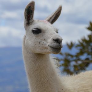 Lama glama (Parque Metropolitano Guangüiltagua)