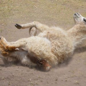 Lama glama taking a dust bath (Parque Metropolitano Guangüiltagua)