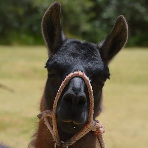 Lama glama (Parque Metropolitano Guangüiltagua)