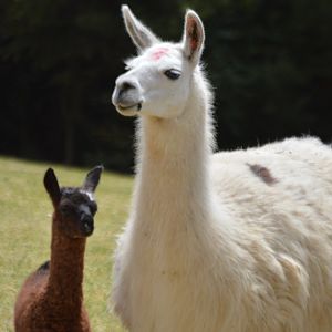 Lama glama mama and cria (Parque Metropolitano Guangüiltagua)