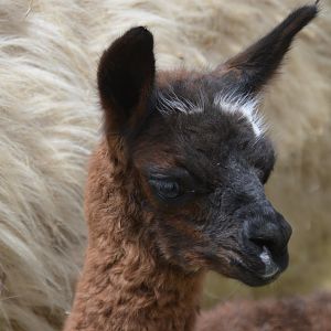 Lama glama cria (Parque Metropolitano Guangüiltagua)