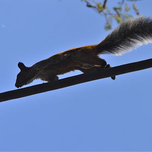 Sciurus stramineus