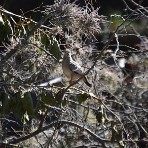 Unknown Dove Species (Guayllabamba)