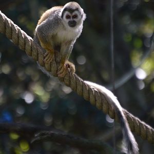 Saimiri cassiquiarensis macrodon