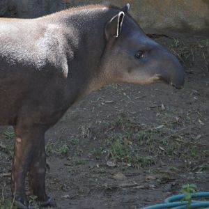 Tapirus terrestris