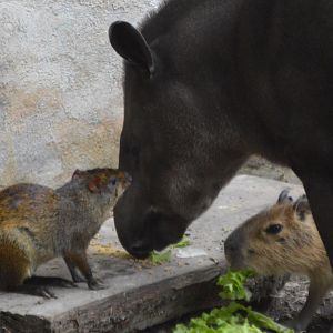 Dasyprocta punctata, Tapirus terrestris and Hydrochoerus hydrochaeris