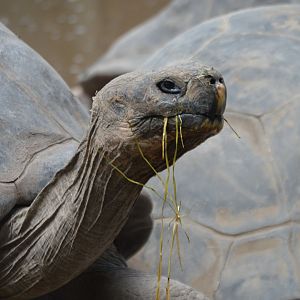 Chelonoidis niger (of unspecified subspecies)
