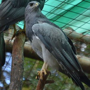 Geranoaetus melanoleucus australis