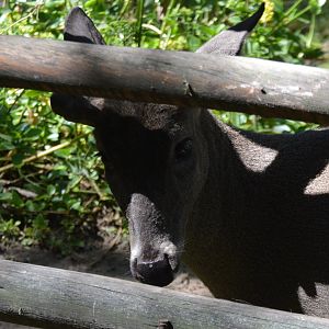 Odocoileus virginianus peruvianus