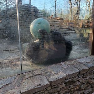 Smithsonian 2/22 - Asia Trail, sloth bear fun time!