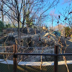 Smithsonian 2/22 - Asia Trail, left sloth bear yard