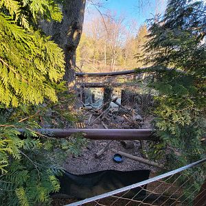 Smithsonian 2/22 - Asia Trail, clouded leopards from above