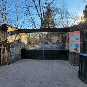 Smithsonian 2/22 - Asia Trail, Asian small-clawed otters