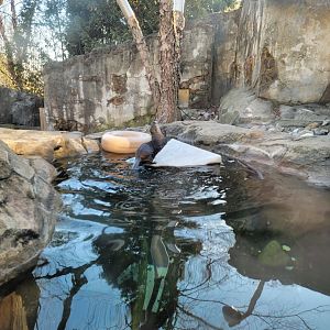 Smithsonian 2/22 - Asia Trail, Asian small-clawed otters