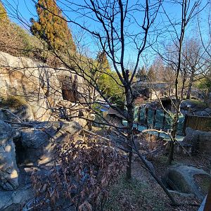 Smithsonian 2/22 - Asia Trail, red pandas