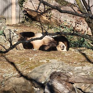 Smithsonian 2/22 - Asia Trail, giant panda Tian Tian