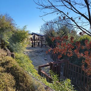 Smithsonian 2/22 - Asia Trail, Asian elephants from above