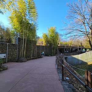 Smithsonian 2/22 - Asia Trail, giant panda ground-level path