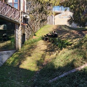 Smithsonian 2/22 - Asia Trail, giant pandas Mei Xiang and baby Xiao Qi Ji eating